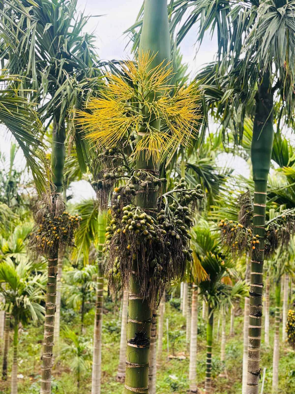 Chikamagaluru