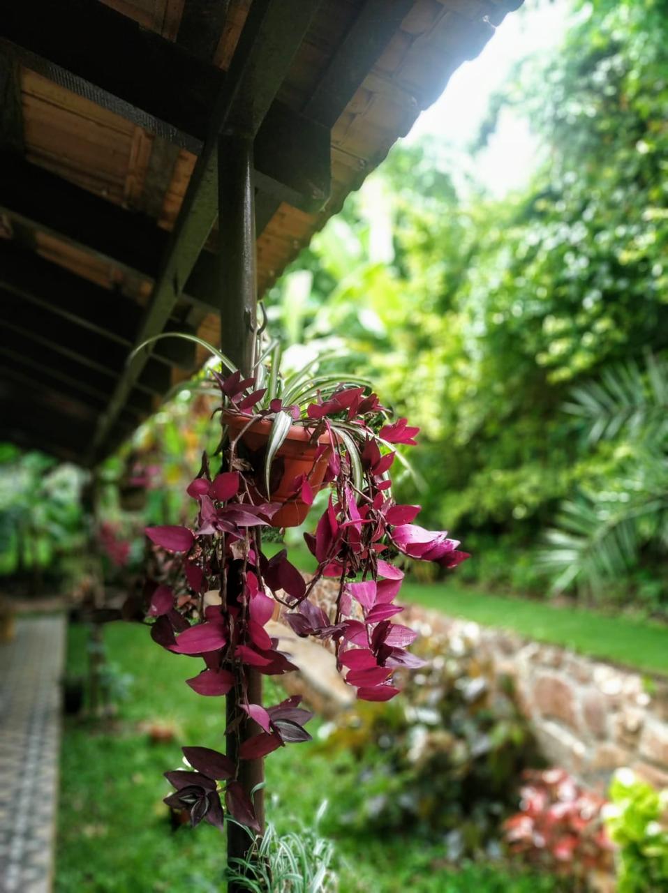 Still Water Homestay @Chikamagaluru